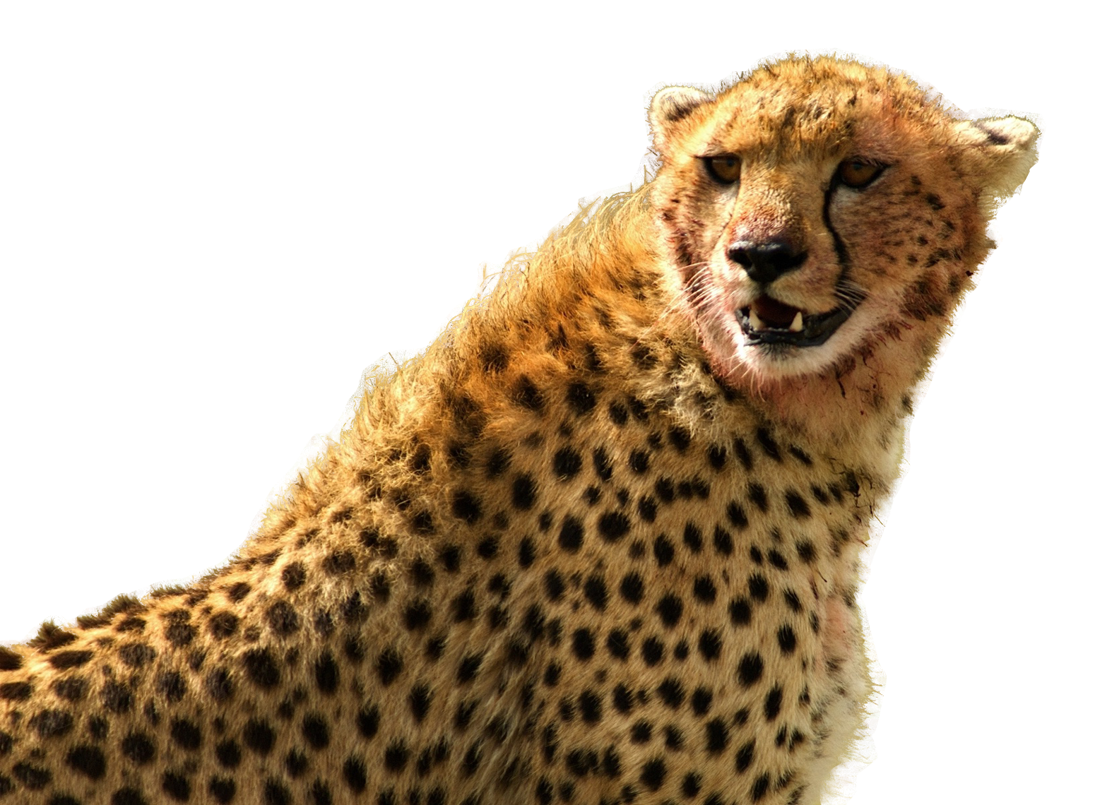 fast clipart cheetah