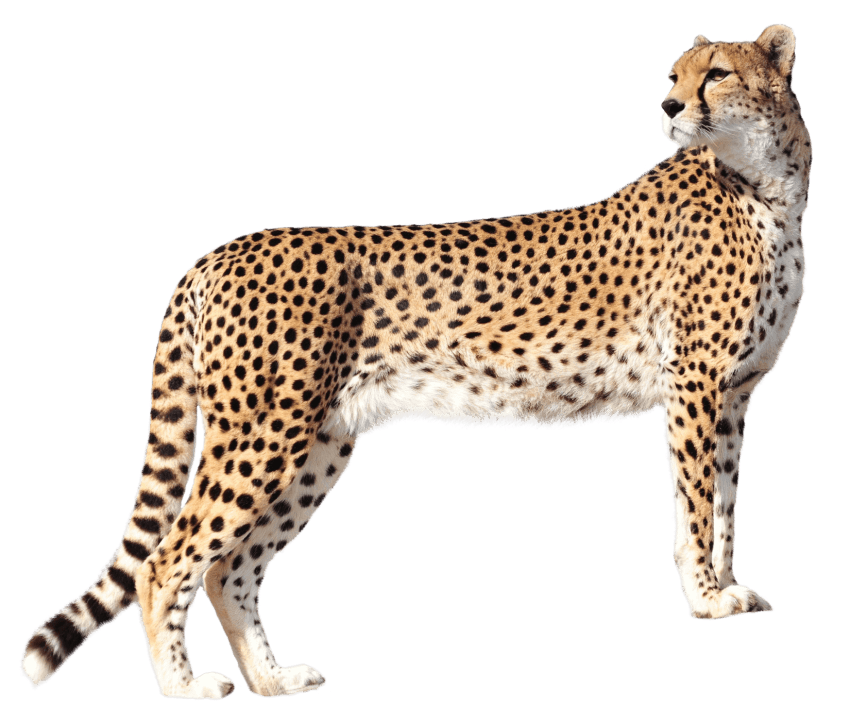 Leopard clipart chita. Cheetah png transparent images