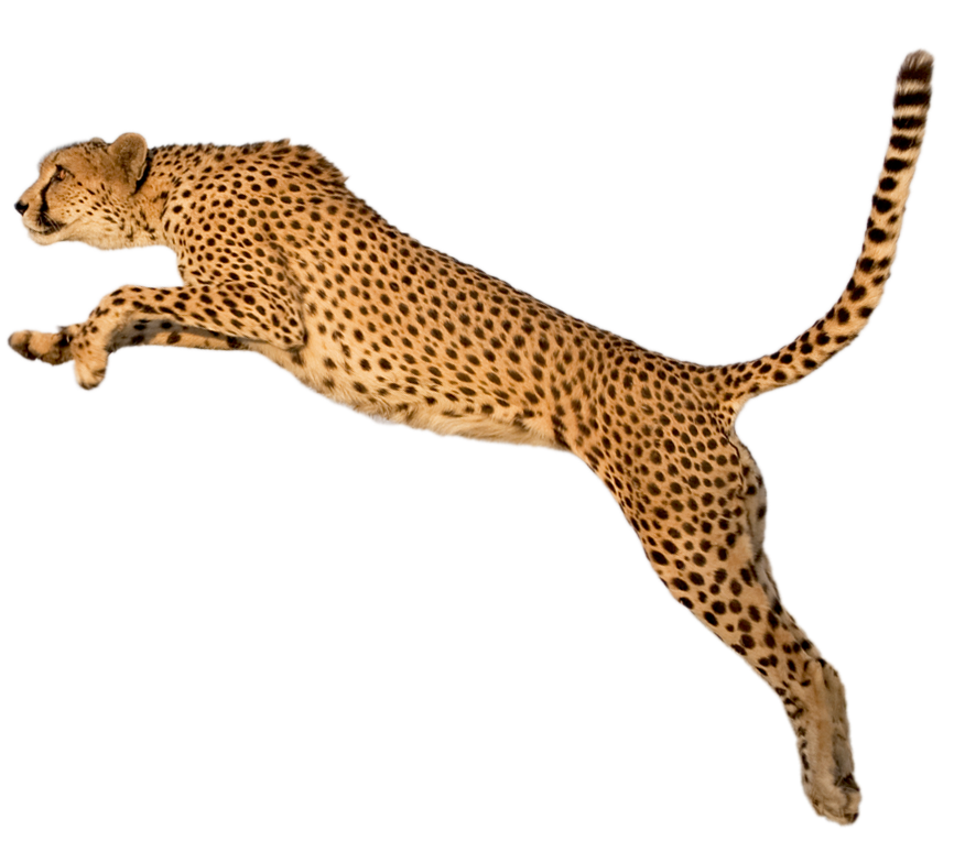 Cheetah png images free. Leopard clipart chita