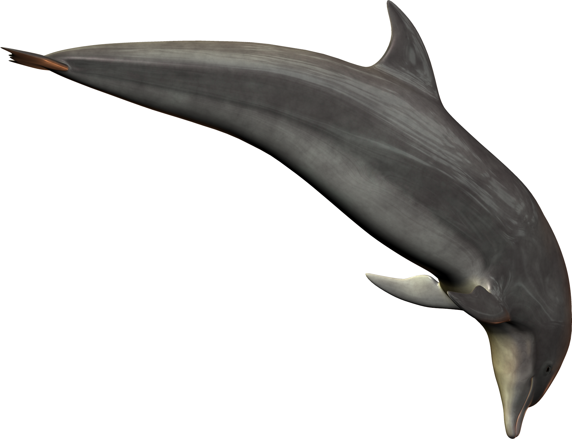 fat clipart dolphin