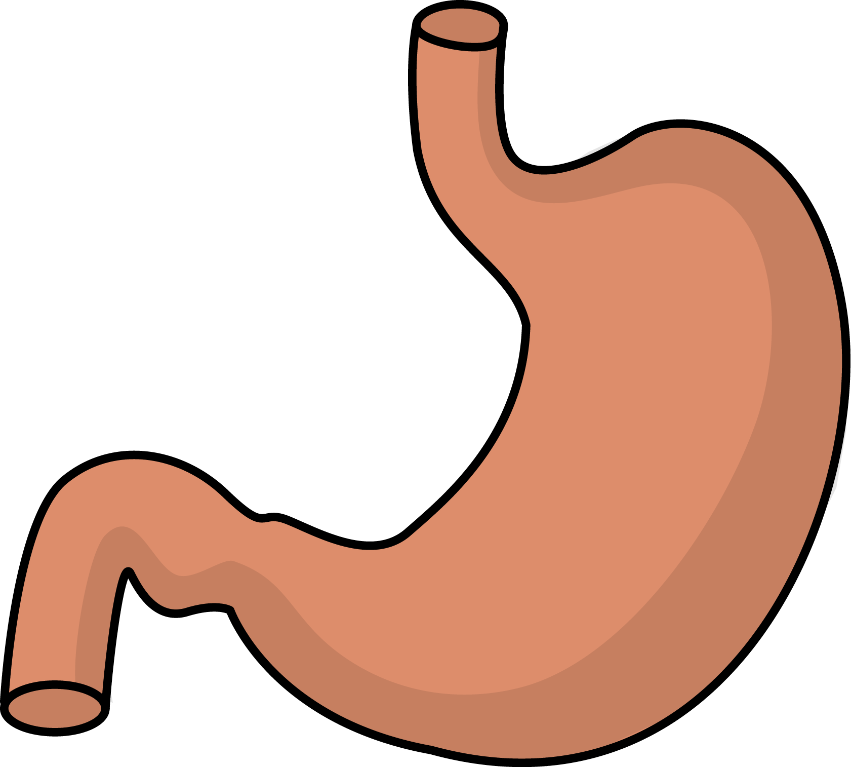 stomach clipart human intestine