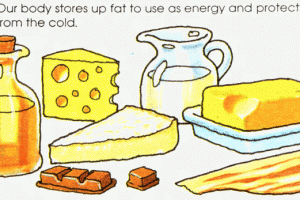 fat clipart fats oil