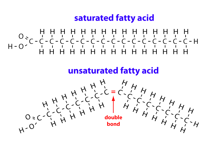 fat clipart fatty acid