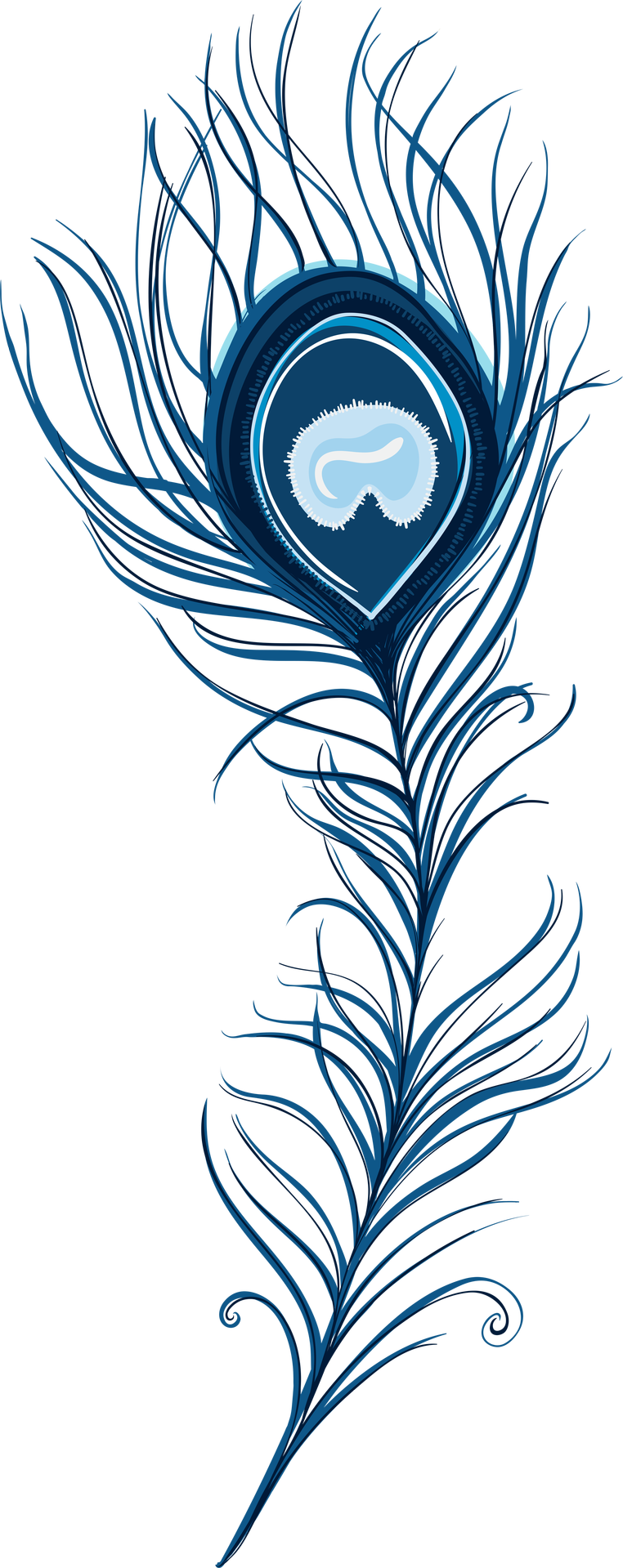  collection of peacock. Feather clipart artistic