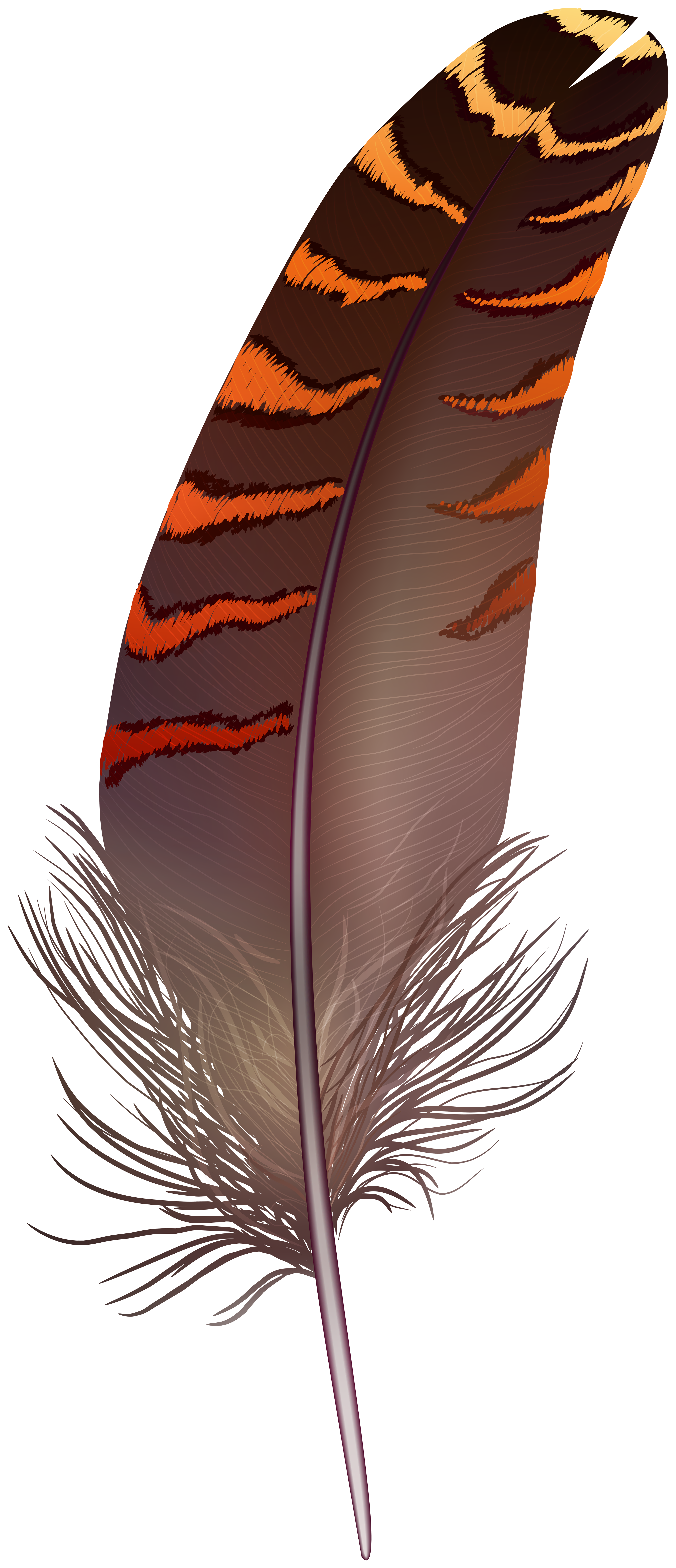 feathers clipart brown