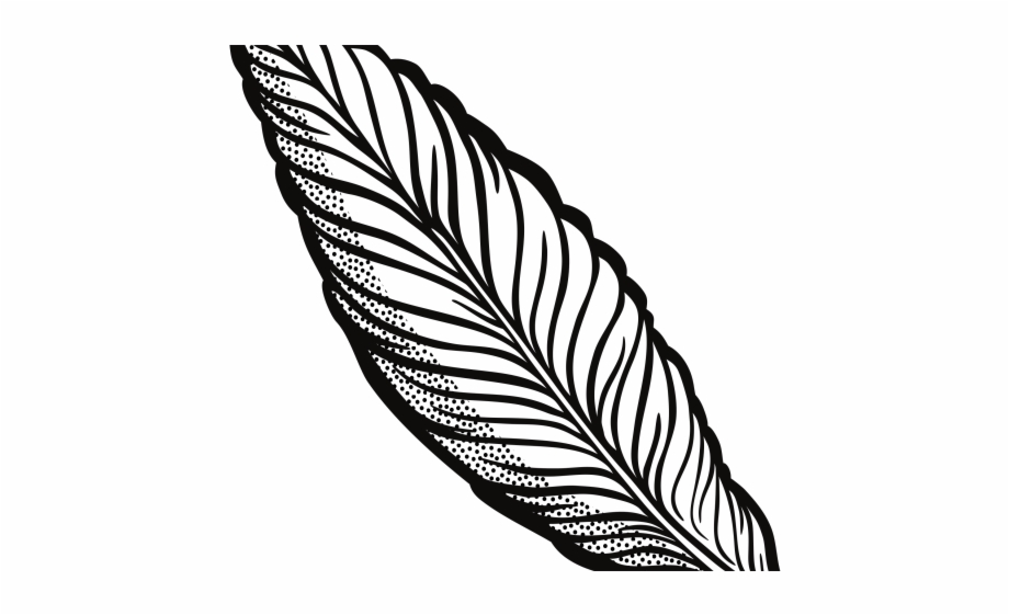 feathers clipart bunch