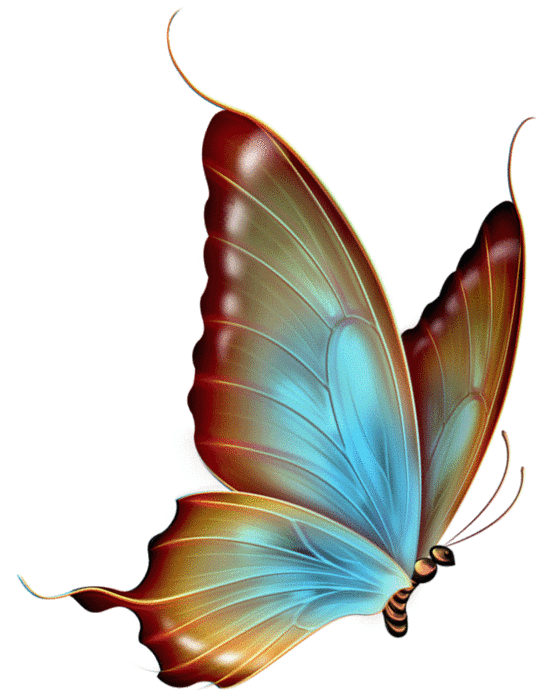  large a eac. Feathers clipart butterfly