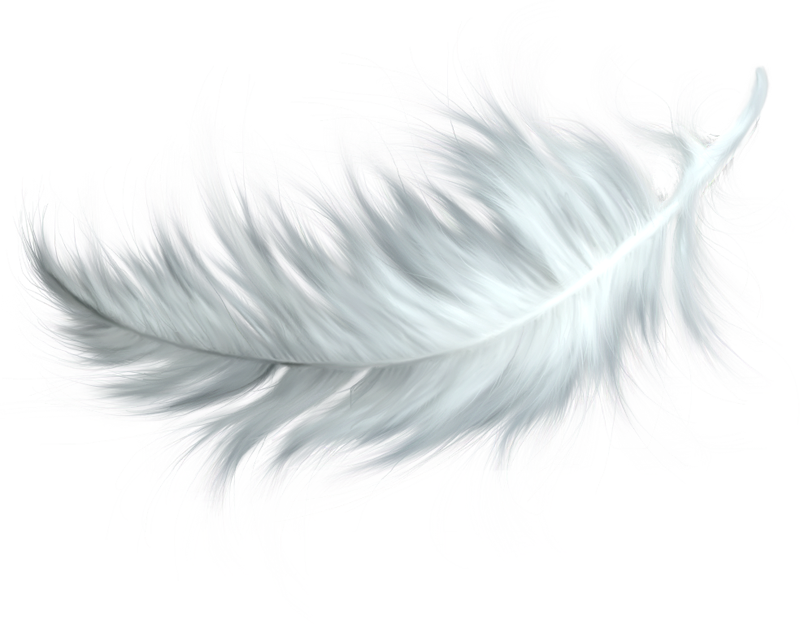 feather clipart chicken feather