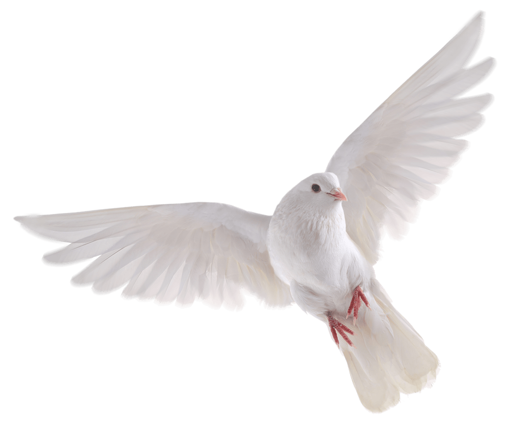 feather clipart dove