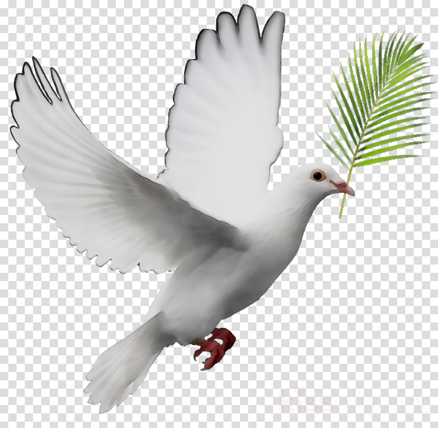 feather clipart dove