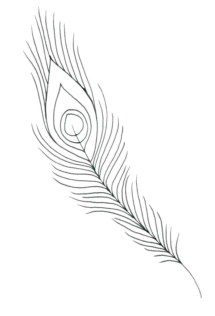 feather clipart easy