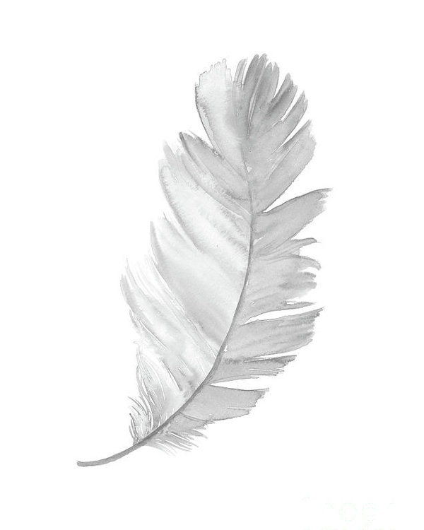 feather clipart gray