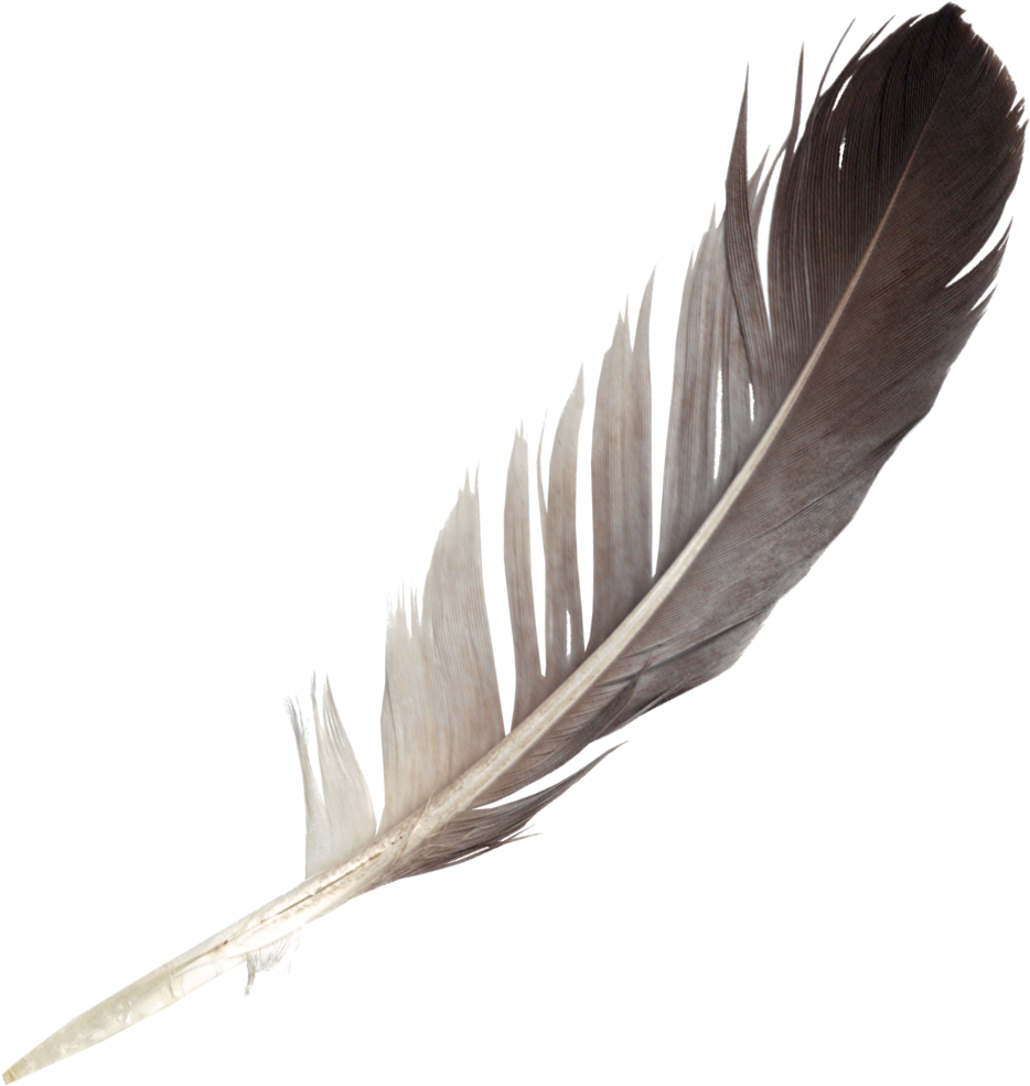 feather clipart lightweight
