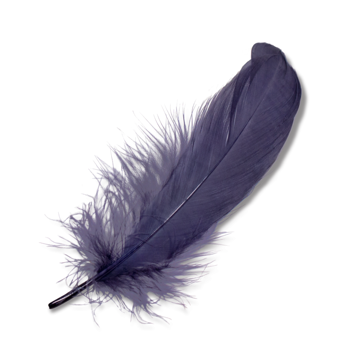 feathers clipart lightweight