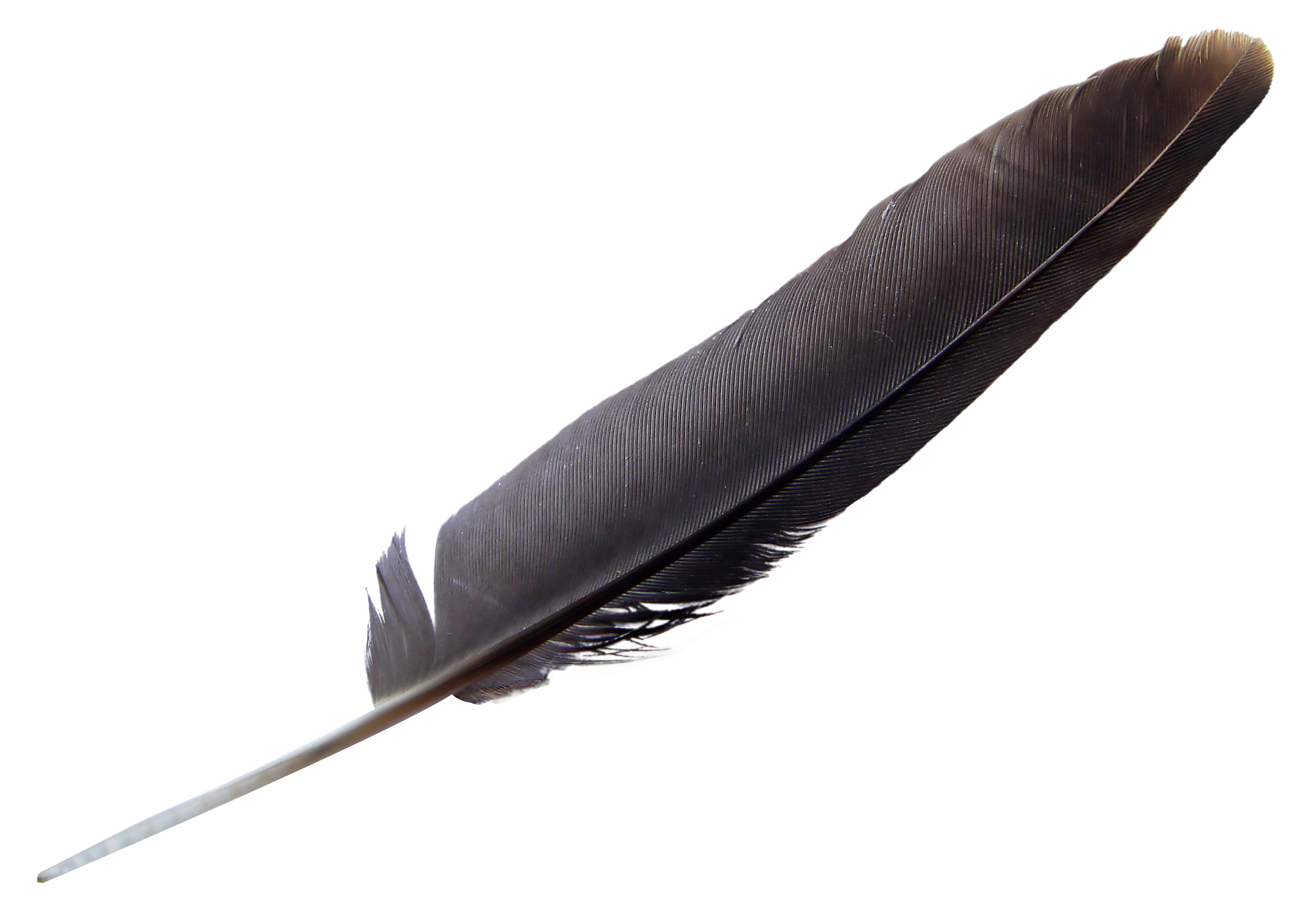 feathers clipart bird feather