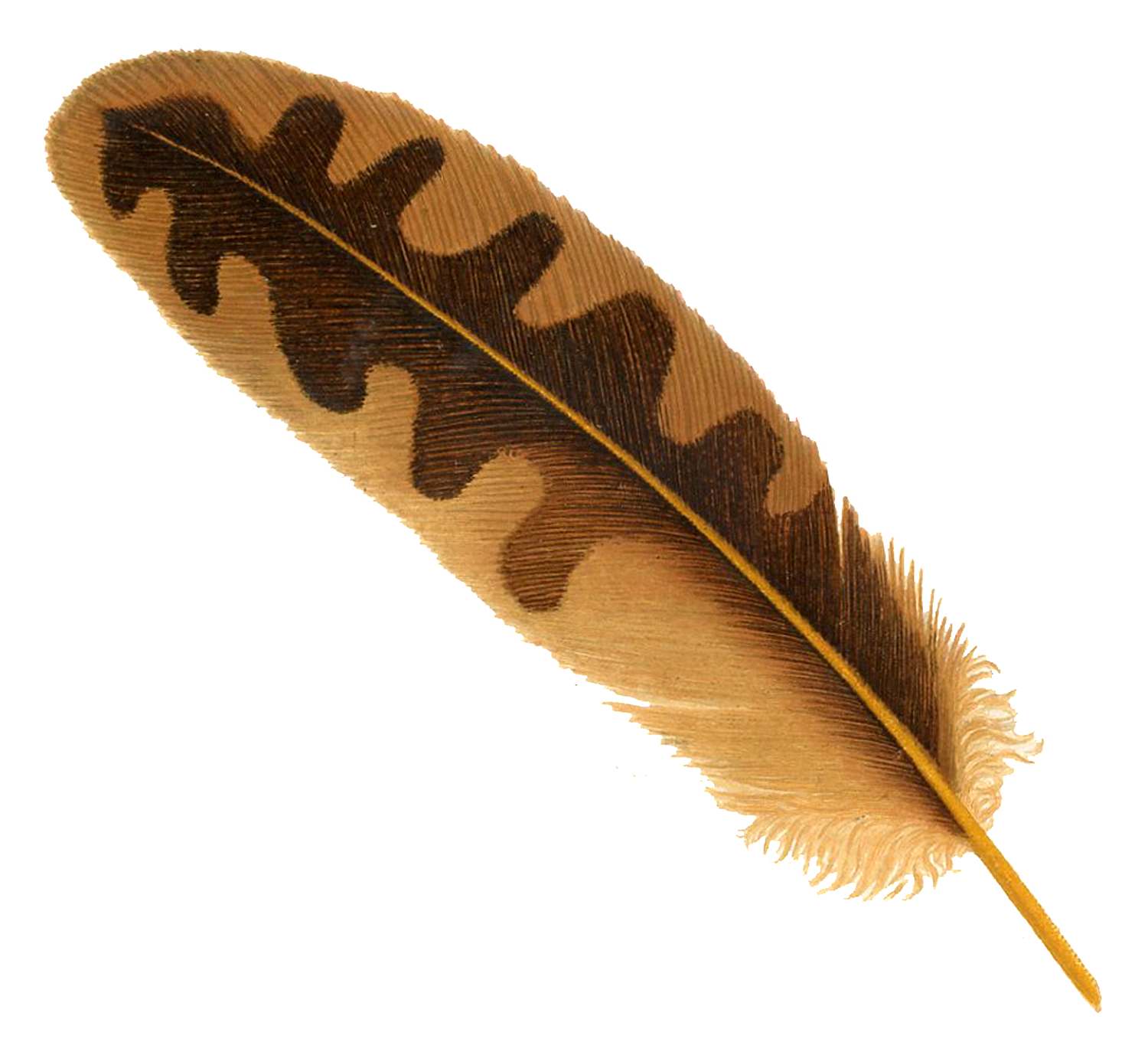 feather clipart orange feather