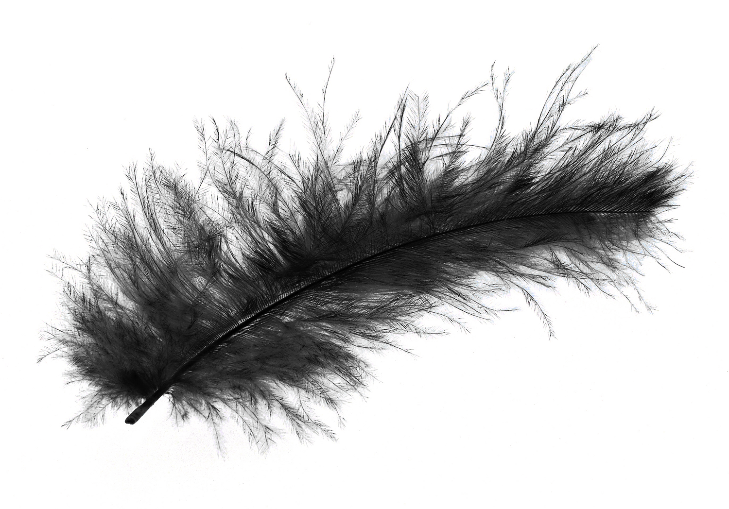 feather clipart ostrich feather