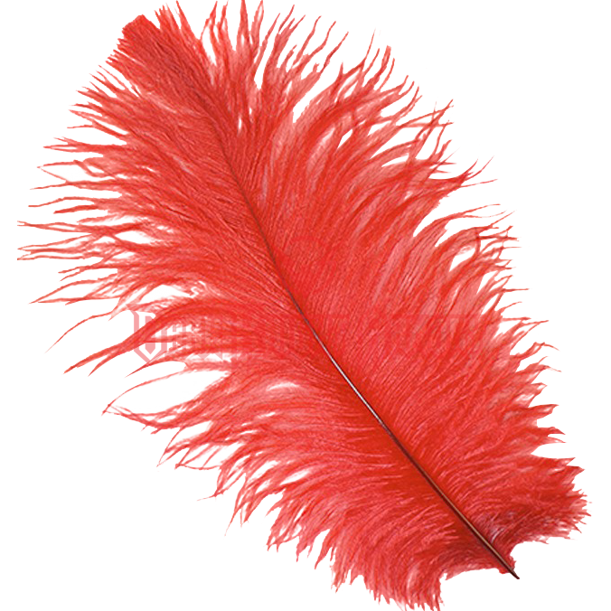 feather clipart ostrich feather