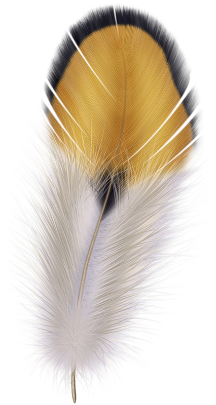pencils clipart feather