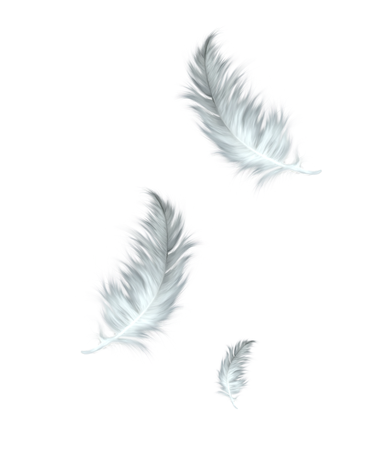 feathers clipart fether