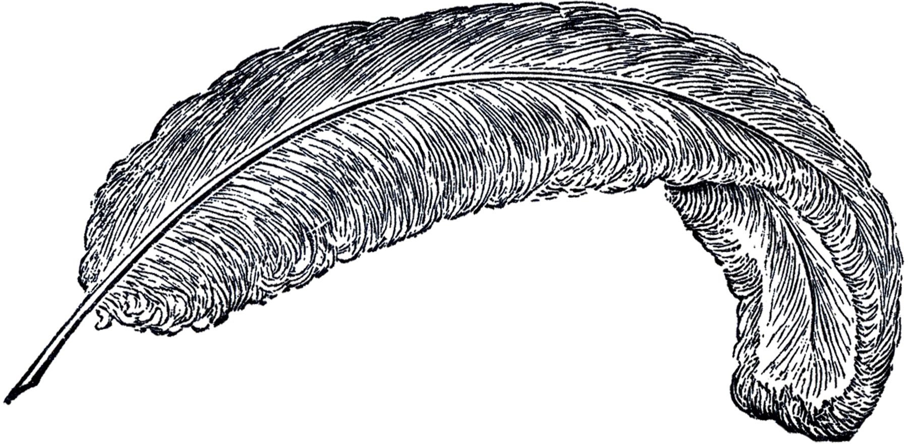 feather clipart vintage