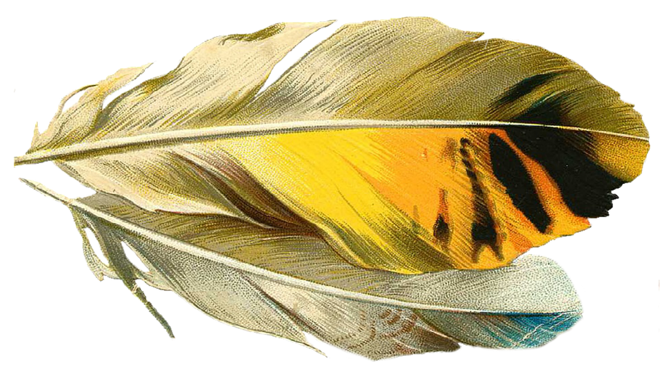 feathers clipart bunch