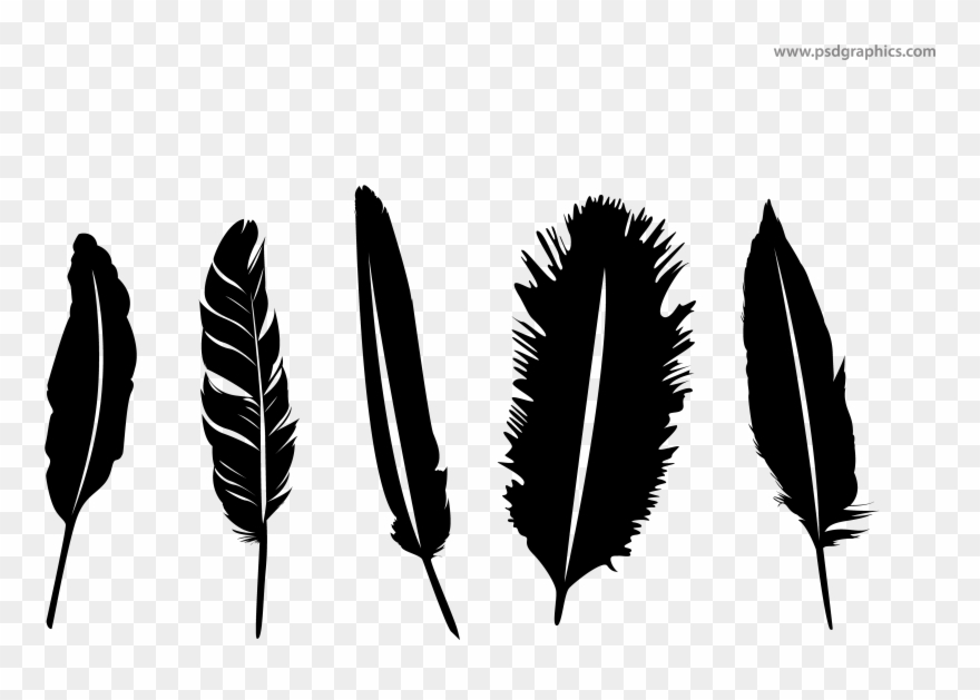 feathers clipart feather drawing