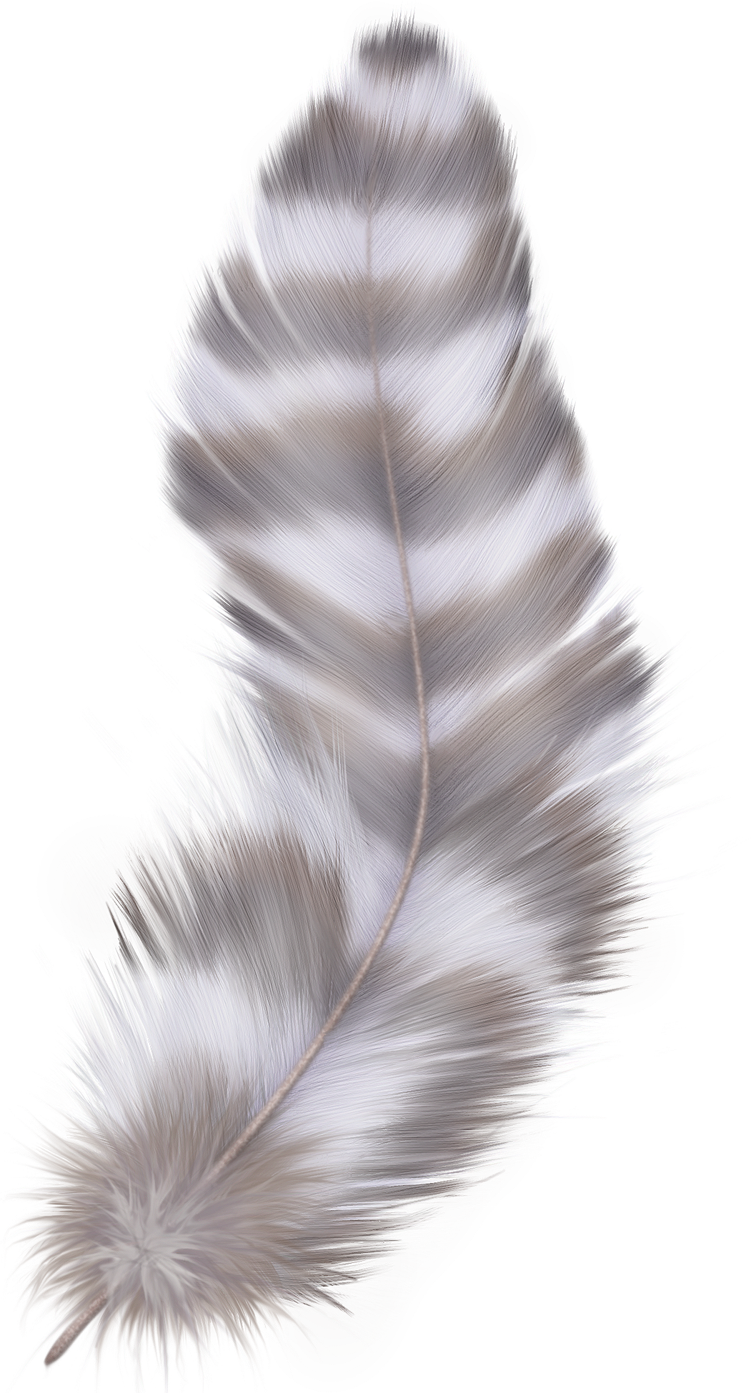 feathers clipart gray