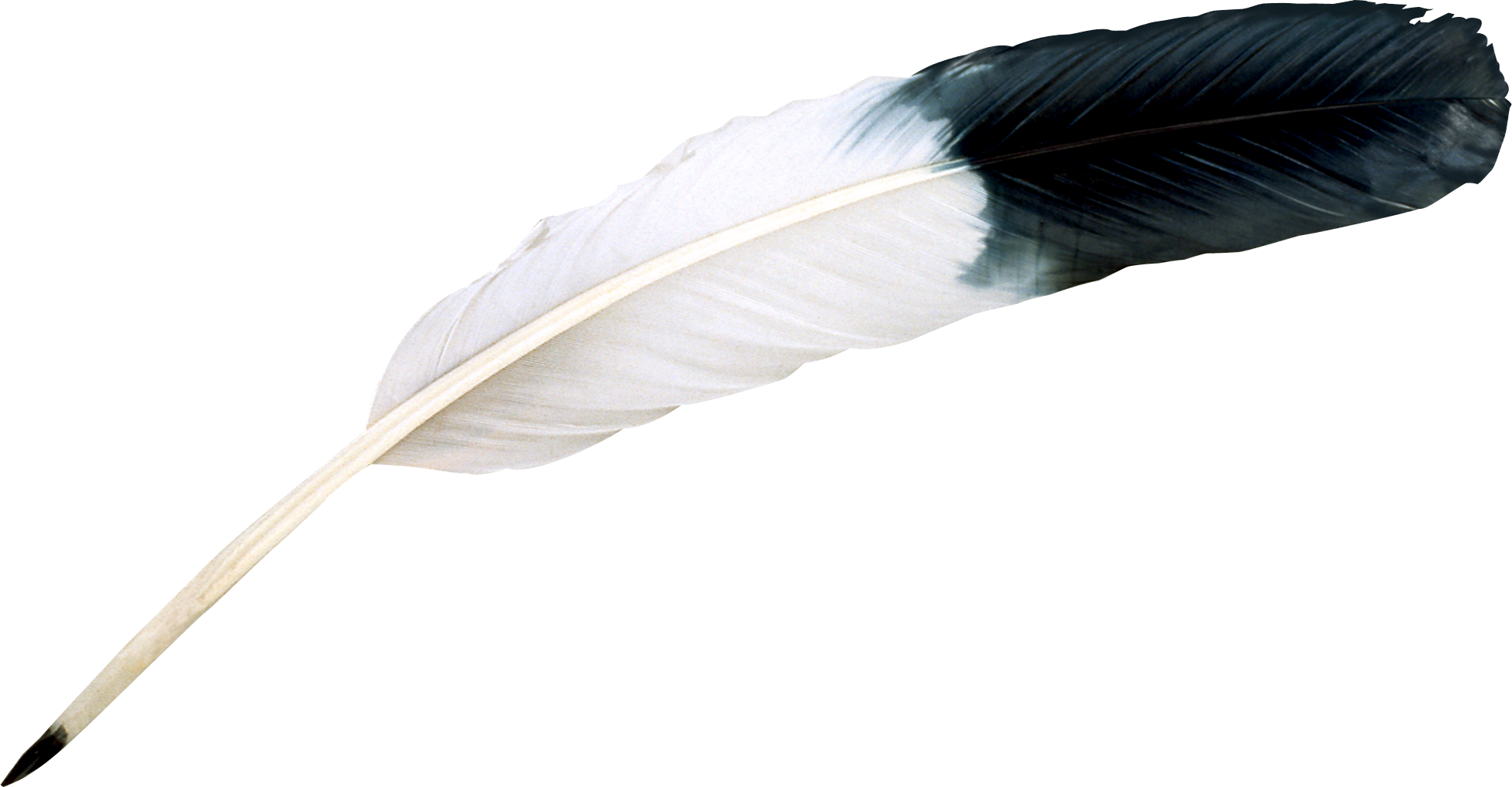 feathers clipart individual