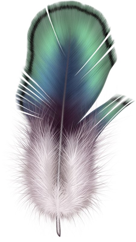 feathers clipart ostrich feather