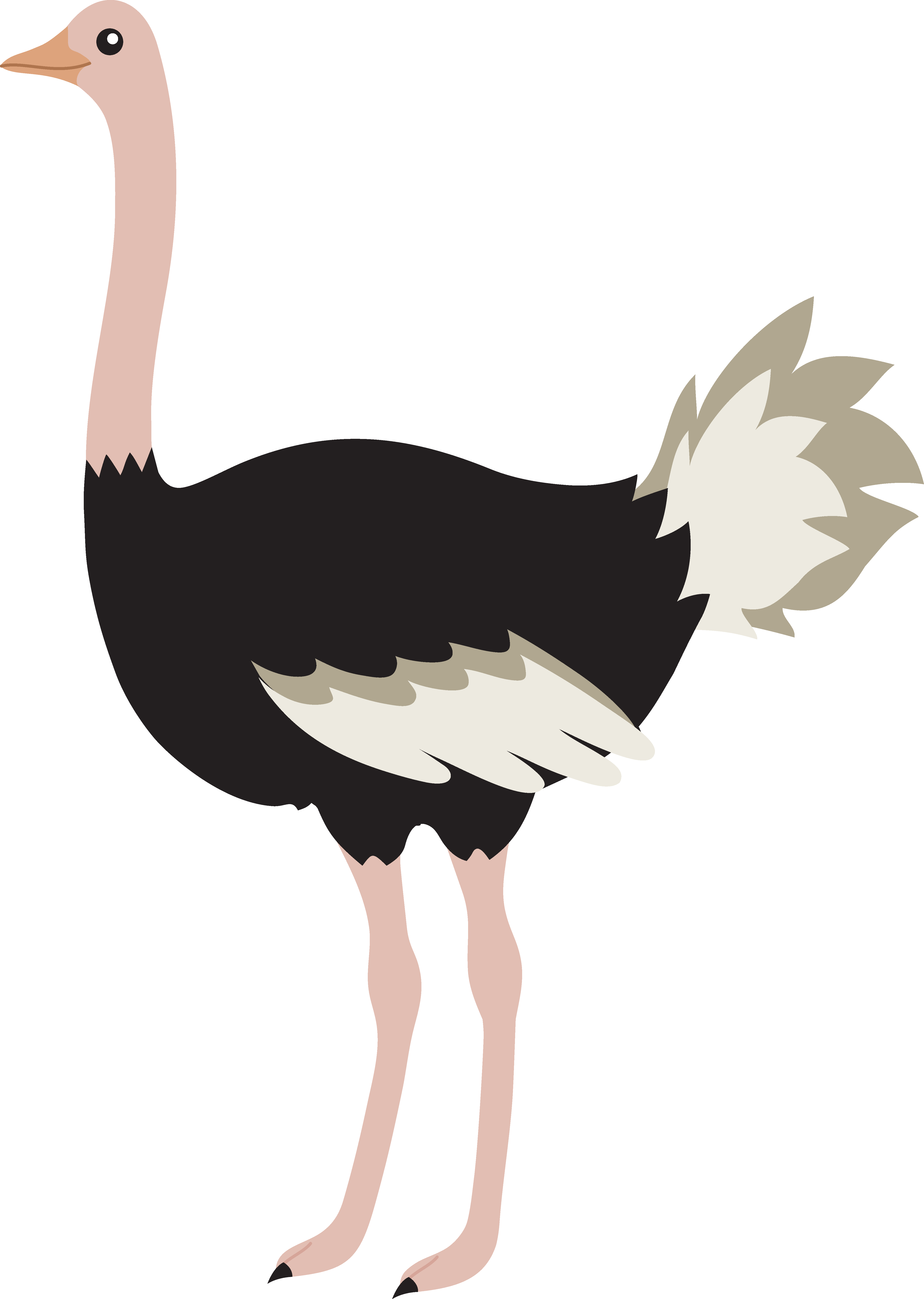 Cute cartoon images pictures. Ostrich clipart svg