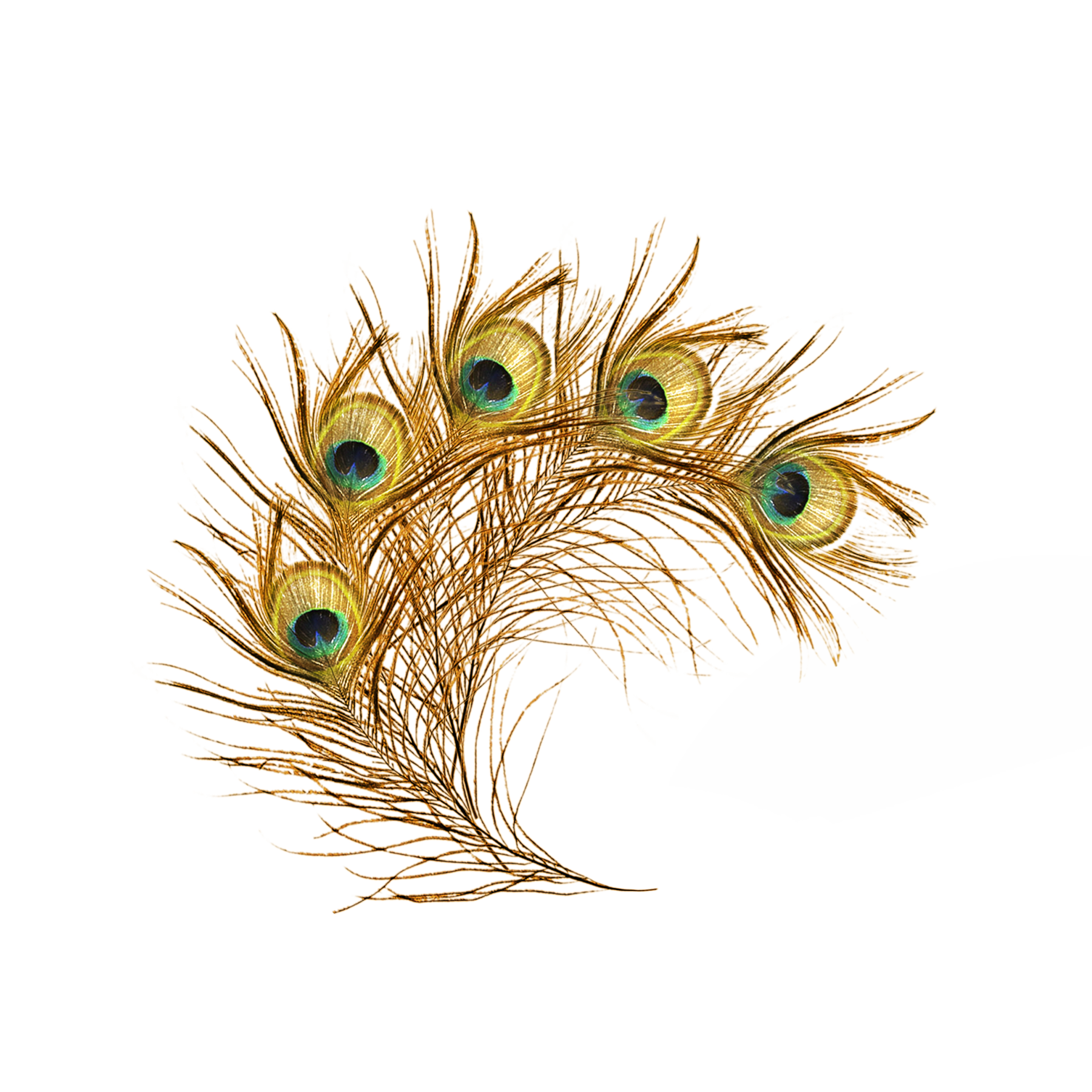 feathers clipart peacock