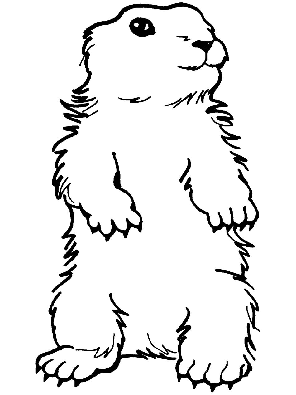 groundhog clipart drawn
