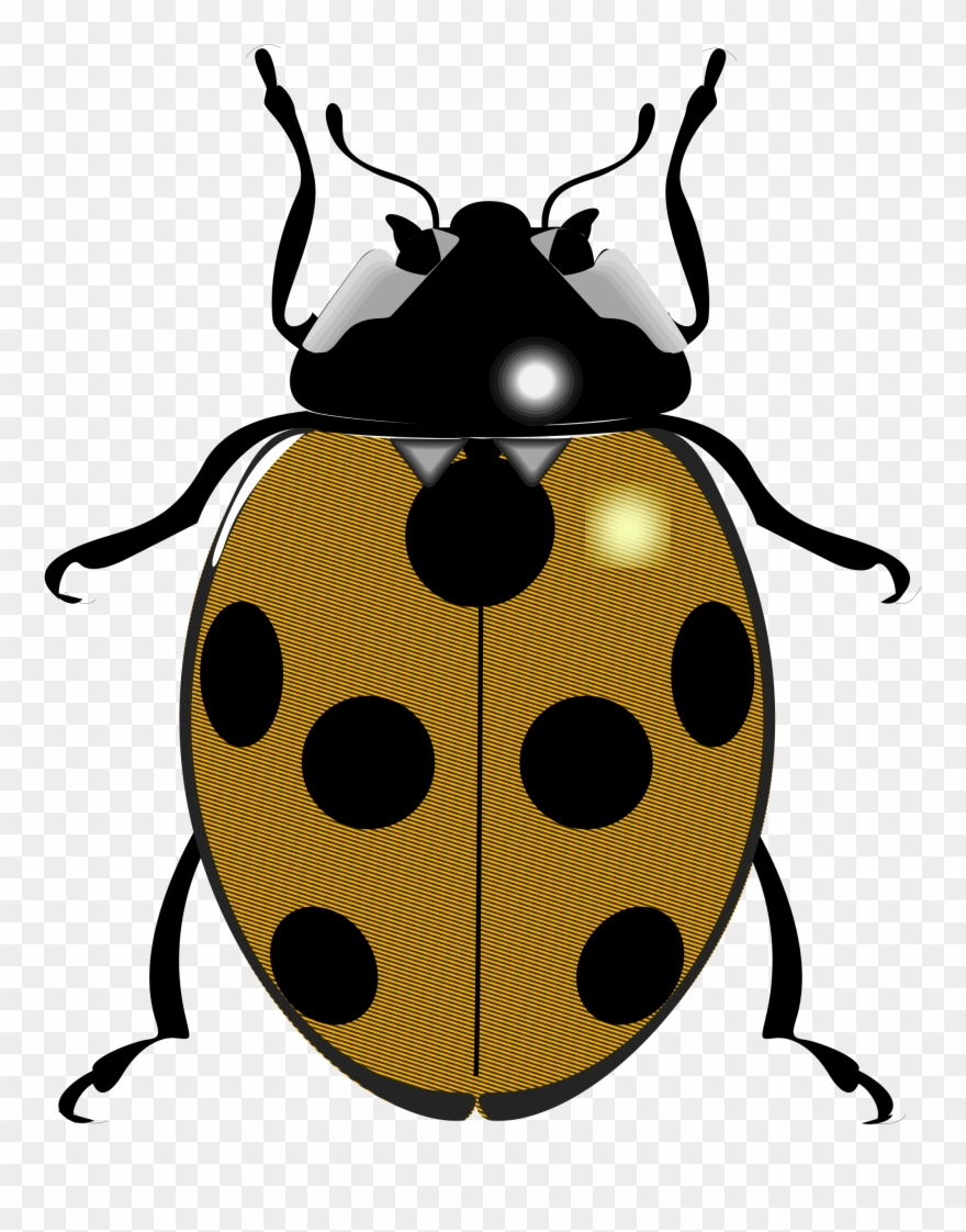 february clipart insect