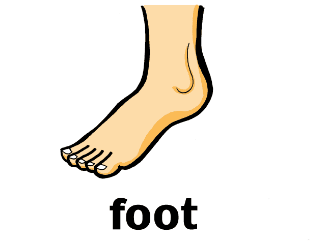 Foot по английски. Нога карточка для детей. Ступня на английском. Стопа рисунок. Фут иллюстрация.