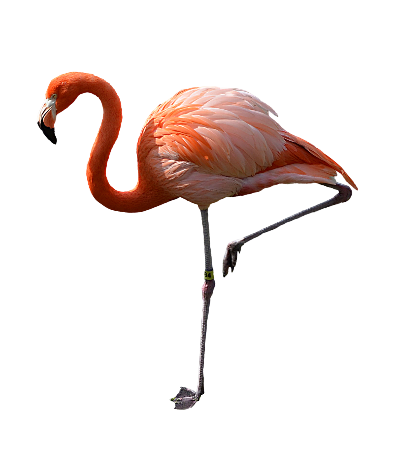 feet clipart flamingo