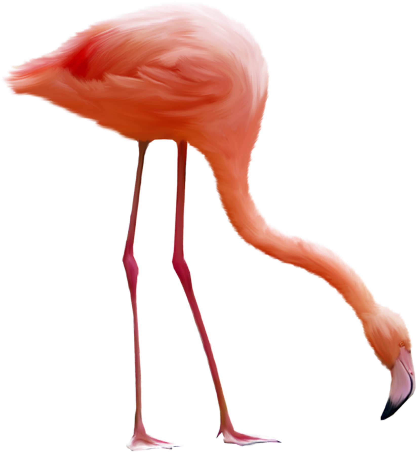 flamingo clipart transparent background