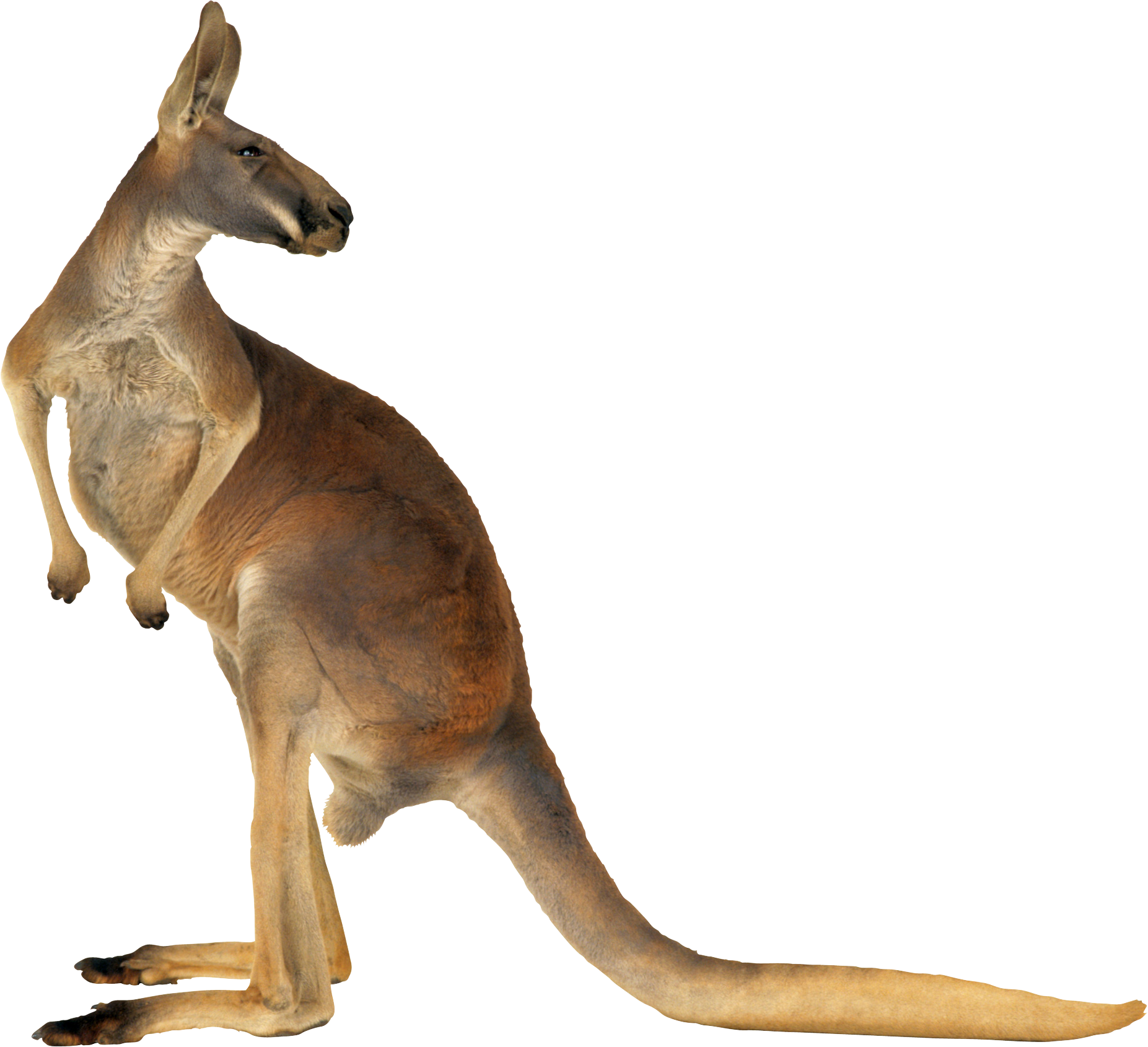 Feet clipart kangaroo. Png images free download