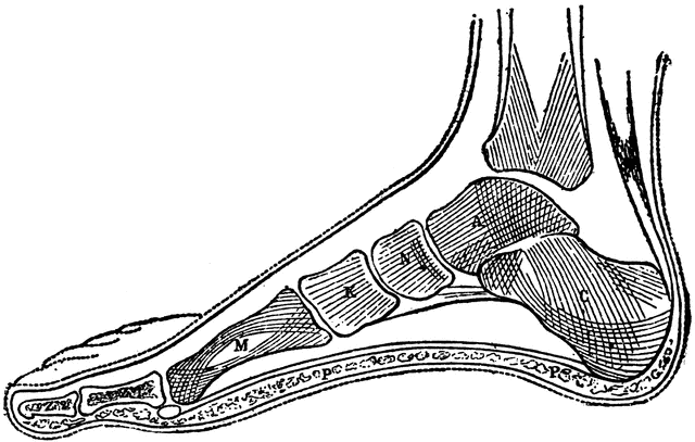 skeleton clipart skeleton foot