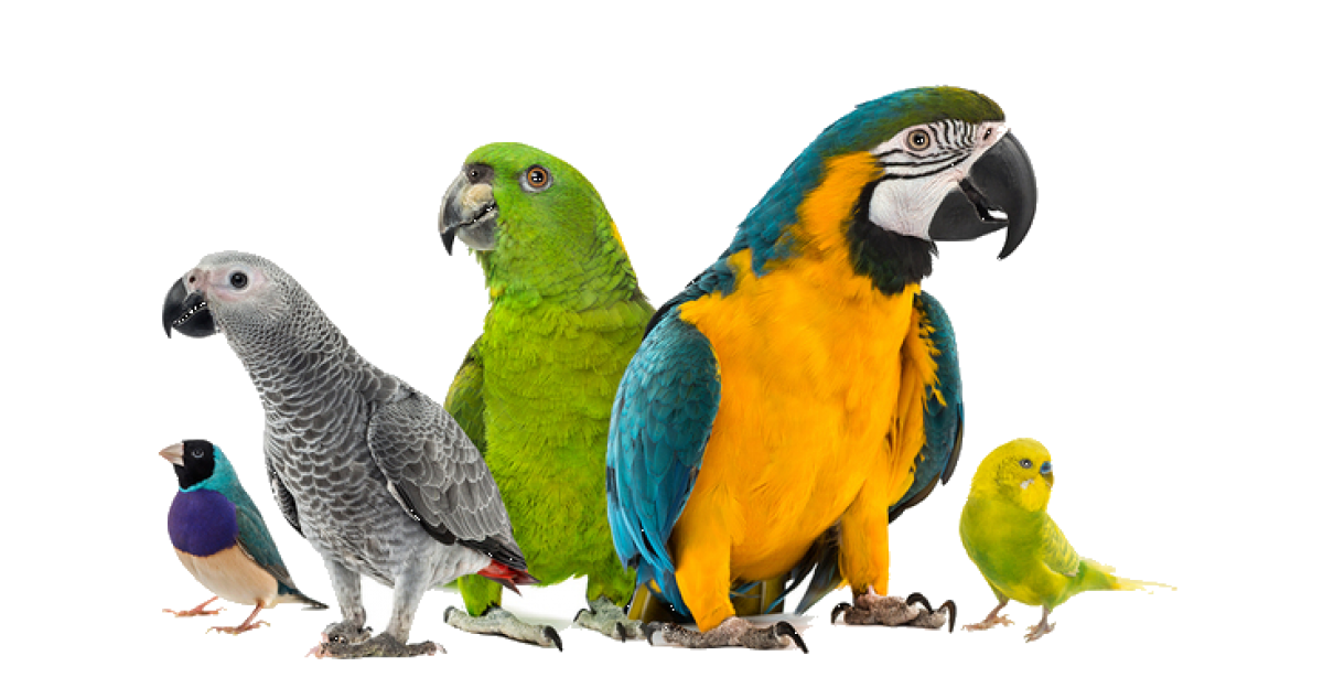 parrot clipart exotic bird