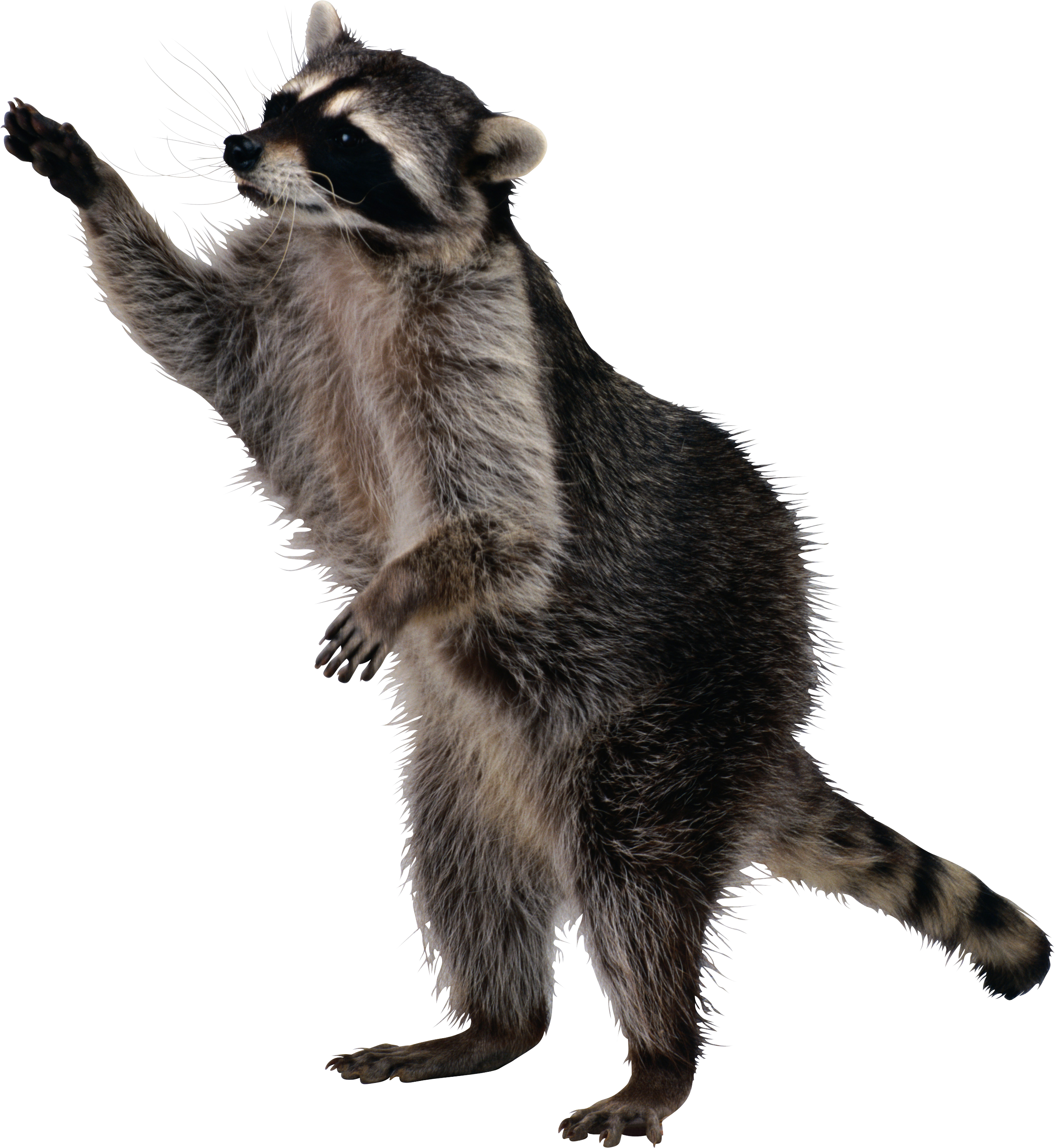 Raccoon png pinterest raccoons. Racoon clipart mapache