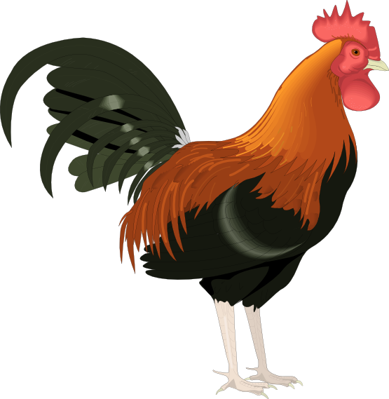 feet clipart rooster