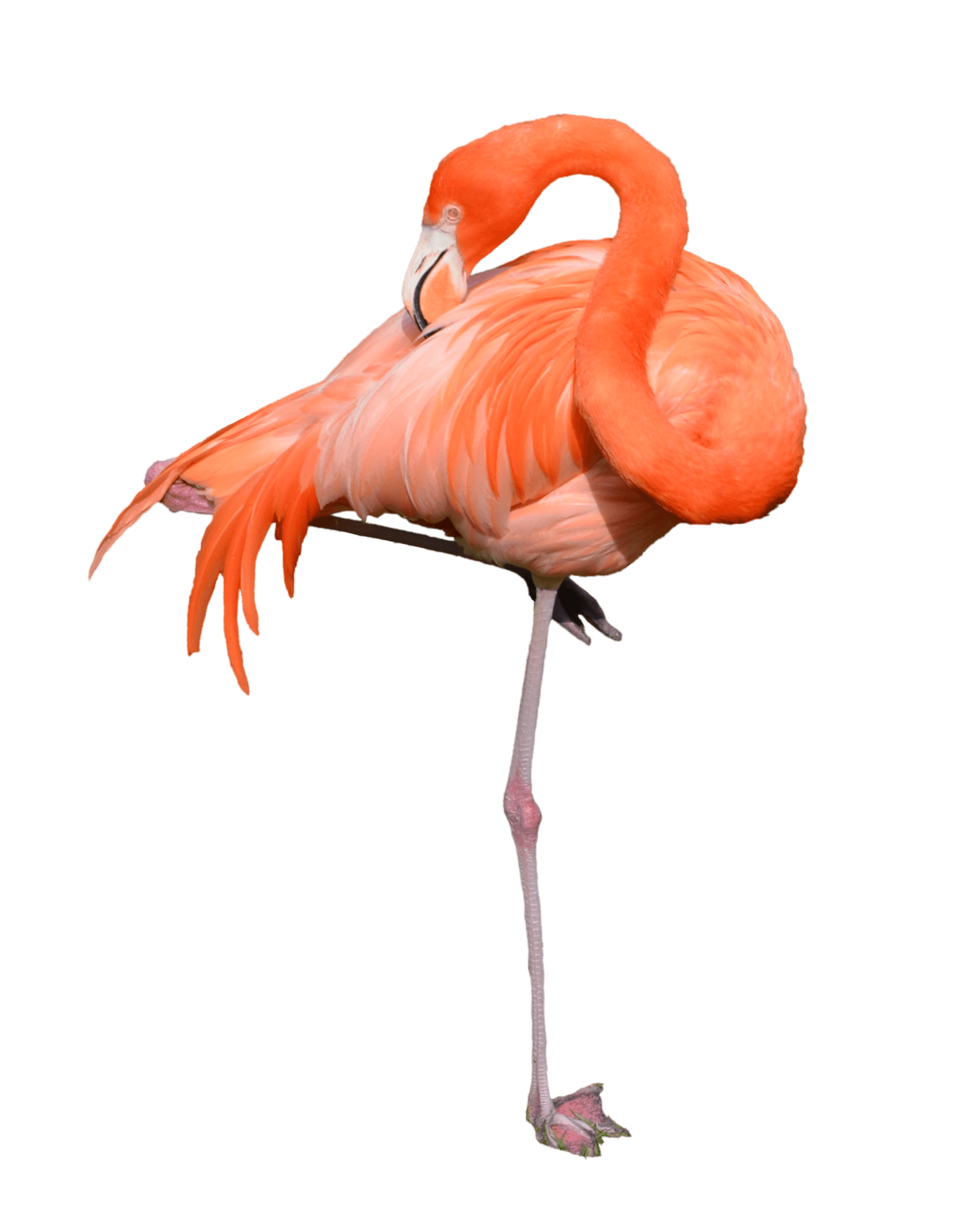 female clipart flamingo