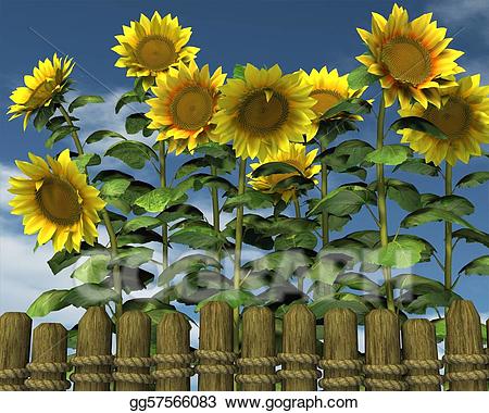 fence clipart sunflower