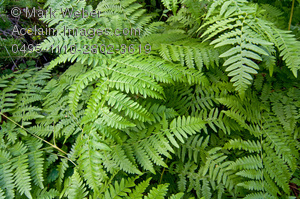 fern clipart