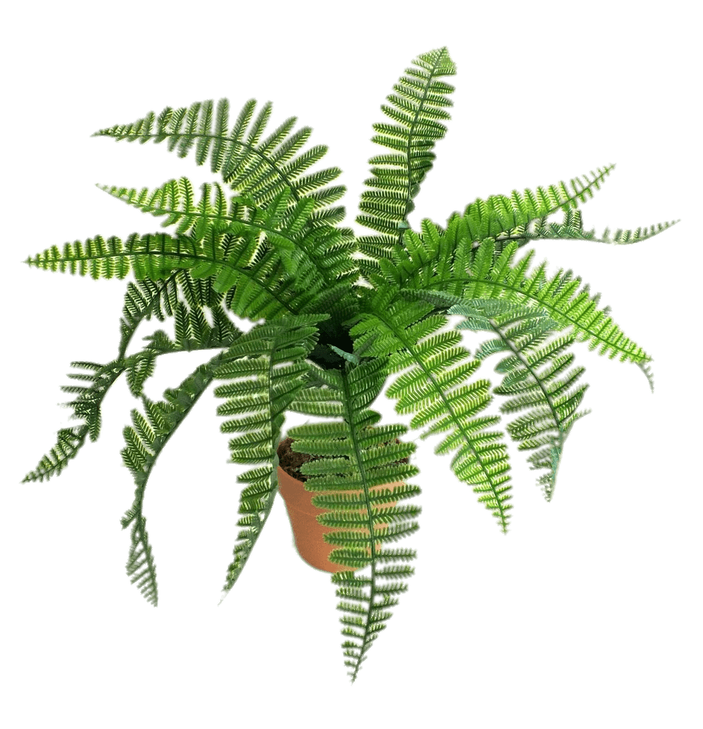 leaves clipart fern