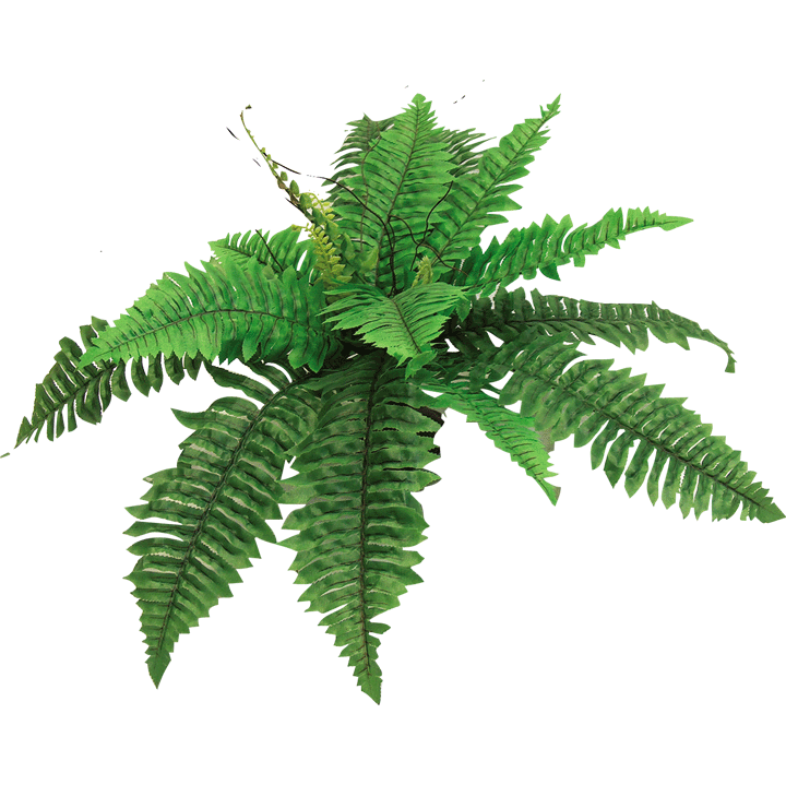 fern clipart animated