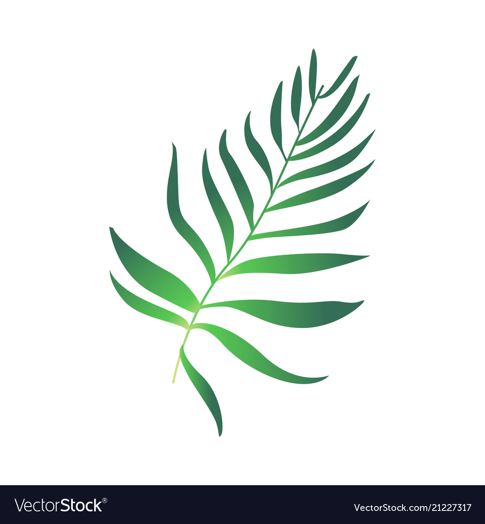 fern clipart animated