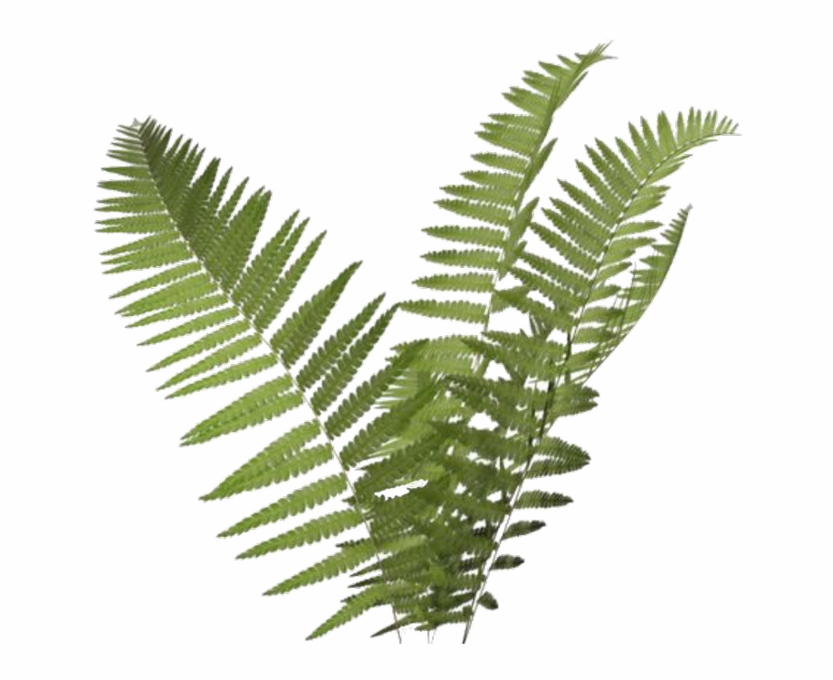 Transparent background free png. Fern clipart banner