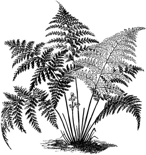 fern clipart black and white